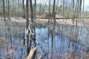 A vernal pool full of chorusing wood frogs with earth moving machinery and silt fence fifty feet beyond. Photo Dave Gibson Why is recognition and protection of vernal pools difficult?