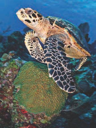 Stony corals Coral reefs provide a habitat near the