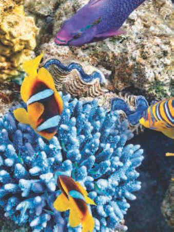 The reefs sustain over a thousand types of colorful fish