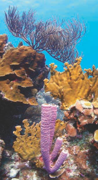 Soft corals and Caribbean reef