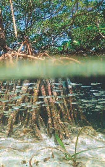 A mangrove swamp is especially rich in its