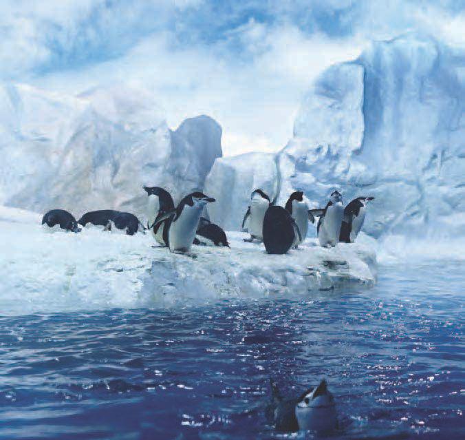 Chinstrap penguins There are no plants on the