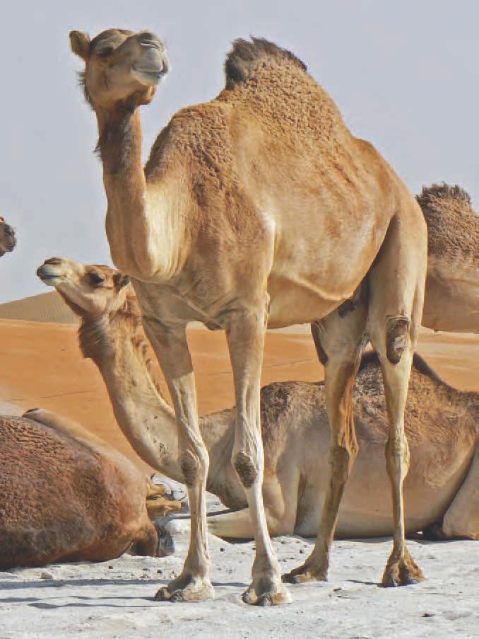 Camels do not store water in their humps.