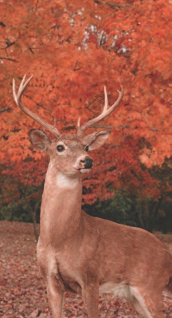 White-tailed deer Deciduous (dih-sij-you-us) forests are especially beautiful in the