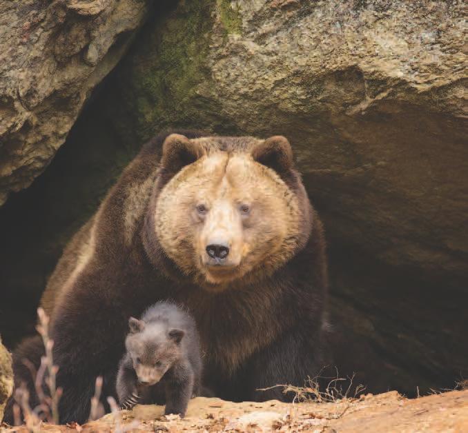 Grizzly bear and cub Bears do not eat or drink