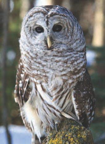Barred owl A coniferous forest contains
