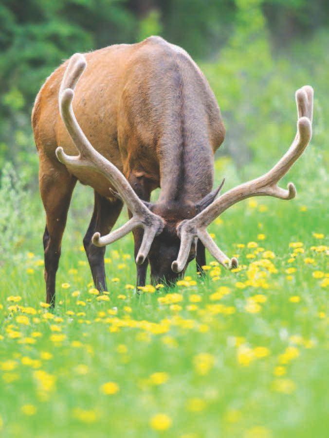 Elk Deer, elk, and moose eat the plants in the