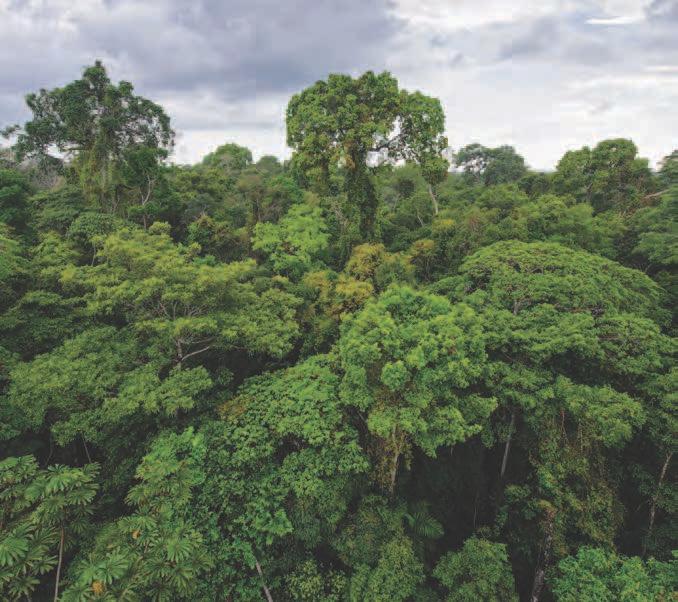 Tropical rainforests sustain more than half of all species of plants and animals on Earth.