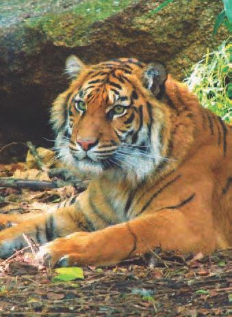 Bengal tiger Indian