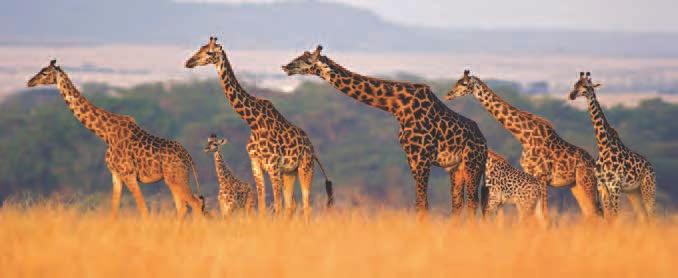 Giraffes African grasslands are called savannas.