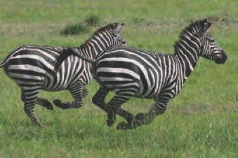 but zebras run