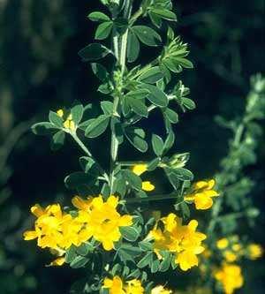 Remove invasive French broom As you hike through the range, please remove invasive nonnative Genista monspessulana (French broom).