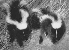 Remember that skunks are most active after dusk, so seal any openings in the late evening to prevent trapping a skunk under a building.