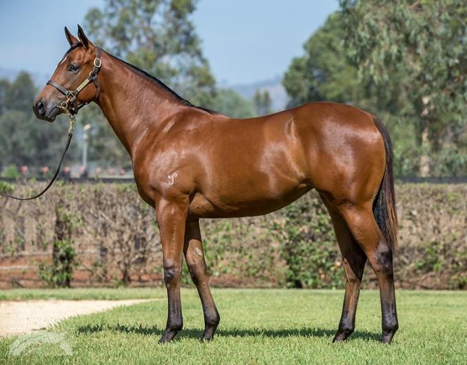 au or email us at admin@munceracing.com.au Shooting to Win x Coco Kerringle (bay filly) She is a stunning filly by first season sire Shooting to Win.