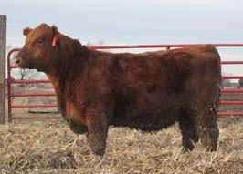 Bulls 19 RCRA WHISKEY DITCH 13E Reg# 3728027 ~ 1A 100% ~ RCRA 13E 03-05-2017 98 761 982 13E is a potential herd bull that should garner a lot of attentions.