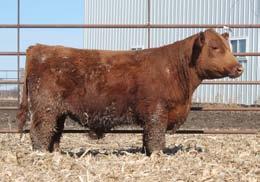X13 JDD ANNA (1748071) BATTERSON TEANNA 614Y Here is a big ribeye and performance bull! He scanned a 15.52 and boasts EPD s that rank him in the top 1% WW, 4% YW and 1% CW. 119 51-3 4.