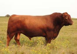 Damman s have retained full brothers to these bulls in their own herd and they are an impressive set of two year olds. 29 GCC MEAT LOAF 1715 03-28-2017 80 728 10.79 0.16 3.