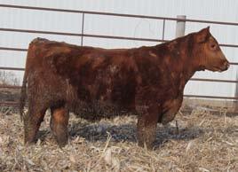 Bulls 40E is another of the rare Calvinekline sons. What makes him special is that his dam is the Lacy 10T cow who is perhaps one of the most amazing and prolific cows from the Lacy cow family.