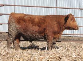 7 64 104 18 0 9 5 5 0.27 0 36 0.1-0.03 50E is a rare son of the Yukon bull that was the go to bull for the Flying W herd in N.D. His dam is from the Red Belle cow family.