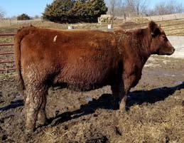 In an effort to build interest in the female side of this sale, I ve decided to offer some really good ones, whoever ends up with this cow is going to be glad they got her.