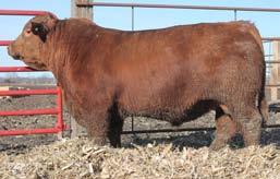 Here is a son of the 2-time national female Bailey s Tess and a maternal brother to the ever popular Yardmaster bull.