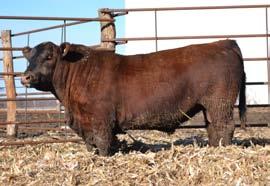 You ll get a sneak peek at his offspring b/c his first calf sells at side of CTRH Dominica in this very sale.