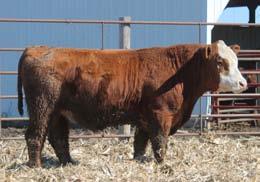 Bulls This calf is a little different as you will notice. He is sired by a Fat Tony son and his dam is a commercial Sim/Red Angus cow.