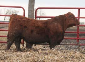 He is a Lion Heart son and his dam is a Grand Statement daughter. His rankings put him in the top 10% WW, 13% YW and 9% CW.