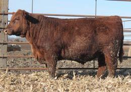 Bulls This dark cherry red son of Jackpot is 1 of just 2 yearlings that we have on the sale this year.