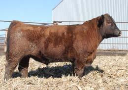 If you just have a few cows and you re looking for an economically priced bull, this one will get the job done.