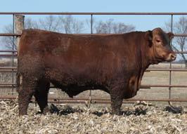 8 66 100 7-3 8 1 10 0.34 0.24 35 0.31 0.1 Sire to 16 L83 Calvinkline 97C 6E is sired by Calvinkline who was NILE Grand CH. bull but was lost at the end of the 2017 breeding season.