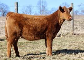 The is a very nice July heifer that will make a great Junior Show Heifer. Check online for updated photos closer to sale time.