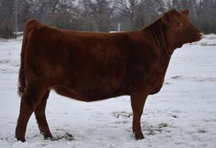 01 With his first calf crop, Zaxby has proven to pass along his length, extension and show winning eye appeal.