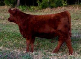 12 0 A beautiful dark red heifer out of 3 Aces Sideways. This is a very complete heifer with a great personality. Her pedigree on her dam side goes back to some of our old blood lines.