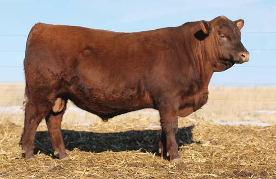 14 939B is a bull that should increase pay weight whether you sell calves, yearlings ** or own them all the way to the carcass he ranks in the Top 8% for WW, 11% for YW and 15% for carcass weight and