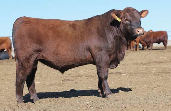 16 17 LJC NEXUS 405B Bull #1686770 24-Feb-14 1B 99.9% BECKTON NEBULA X038 N4 LJC COMMANCHE 405 MPPA: 97.1 AOD: 10 This bull is a twin, which is why he has no performance or carcass ratios.