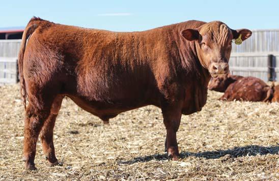 RED ANGUS YEARLING BULLS CROISSANT RED ANGUS CATTLE.