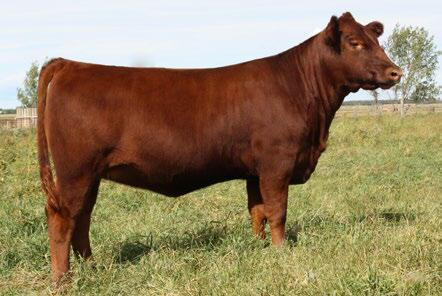 Packer 383B is the big bodied, powerful bull that was our 2015 second high seller to Fraser s Red Angus in MB. 27 Red Lauron Preview 61D JRA 61D FEB 02, 2016 BW: 88 ADJ WWT. 633 ADJ YWT.