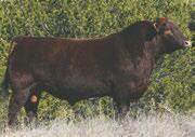 He went on to be the most decorated bull calf in the 2011-2012 show season, and was 2014 US National Grand Champion Bull, Fort Worth, Texas.