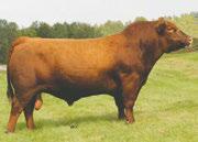 97Z was a member of our class winning pen of bulls at the Medicine Hat Pen Show and has been a strong breeding sire for the Frazier and Newberry families.