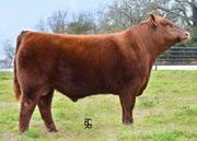 Red Lazy MC Perfect Vision 161B was the $14,000 pick for Three I Farms, the Ivey Family in, TX, in the 2014 sale.