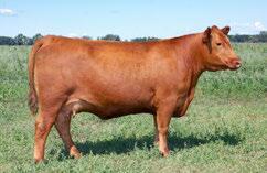 38 Package of 3 embryos Red Lazy MC Jack 119C x Red Lazy MC Pepper 128B PROJECTED PEDIGREE RED TER-RON PARKER 34A RED LAZY MC JACK 119C RED LAZY MC