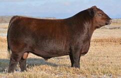 including: Australia, Paraguay, England & the United States. The mating to our $29,000 2015 Cowgirls pick of the bull calves to Nordal Farms, SK will be a great cross.
