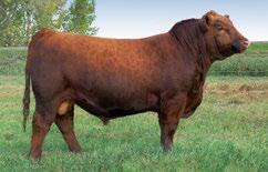 The show ring success of both dam and sire make this embryo lot an easy choice.