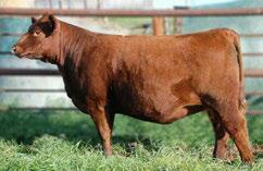 SHIVER N JOE 699P RED NCJ LAZY MC VENOM 34Z RED SSS JOE 369S RED HXC JOLENE 301N RED SSS KURUBA 842L Endorse has established his presence in the Red Angus industry by the daughters in the herds he