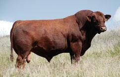 Venom is one of the stoutest, easy keeping sires in the Red Angus industry.