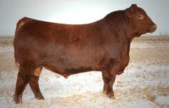 638S produced the $22,500 high seller, Double Take, to B-Elle Red Angus this spring, 2014 Farmfair Reserve Champion Over the Top 825Z to Moon s Red Angus and several daughters in our herd.