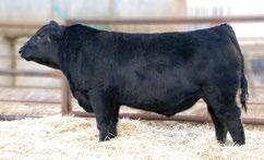 Purchased is 2013 by Arrowsmith Red Angus. His first daughters have done an excellent job with their first calves.