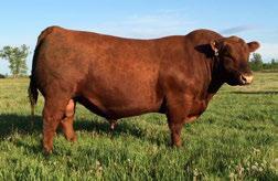 Check out lot 5 of this years CowGirls offering, she is an excellent example of what Pay Dirt brings to the table.