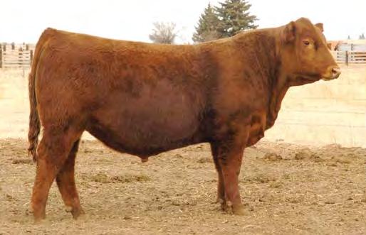 REFERENCE SIRES Feddes Oscar X28 Feddes Granite Z132 C-T DKK Duke 1100 X28 sold in our Feddes/C-T sale in 2011. ABS purchased ½ of him after seeing 2 calf crops.
